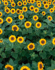 SUNFLOWER SPECTACULAR (8/13 - 9/7)