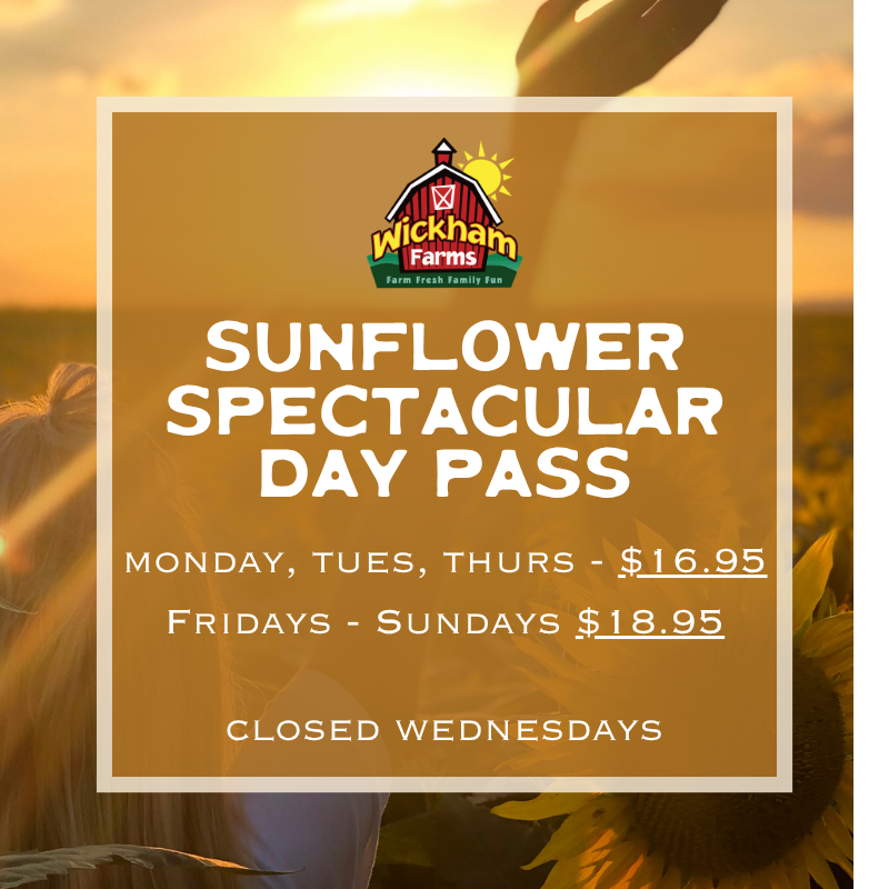 SUNFLOWER SPECTACULAR (8/13 - 9/7)