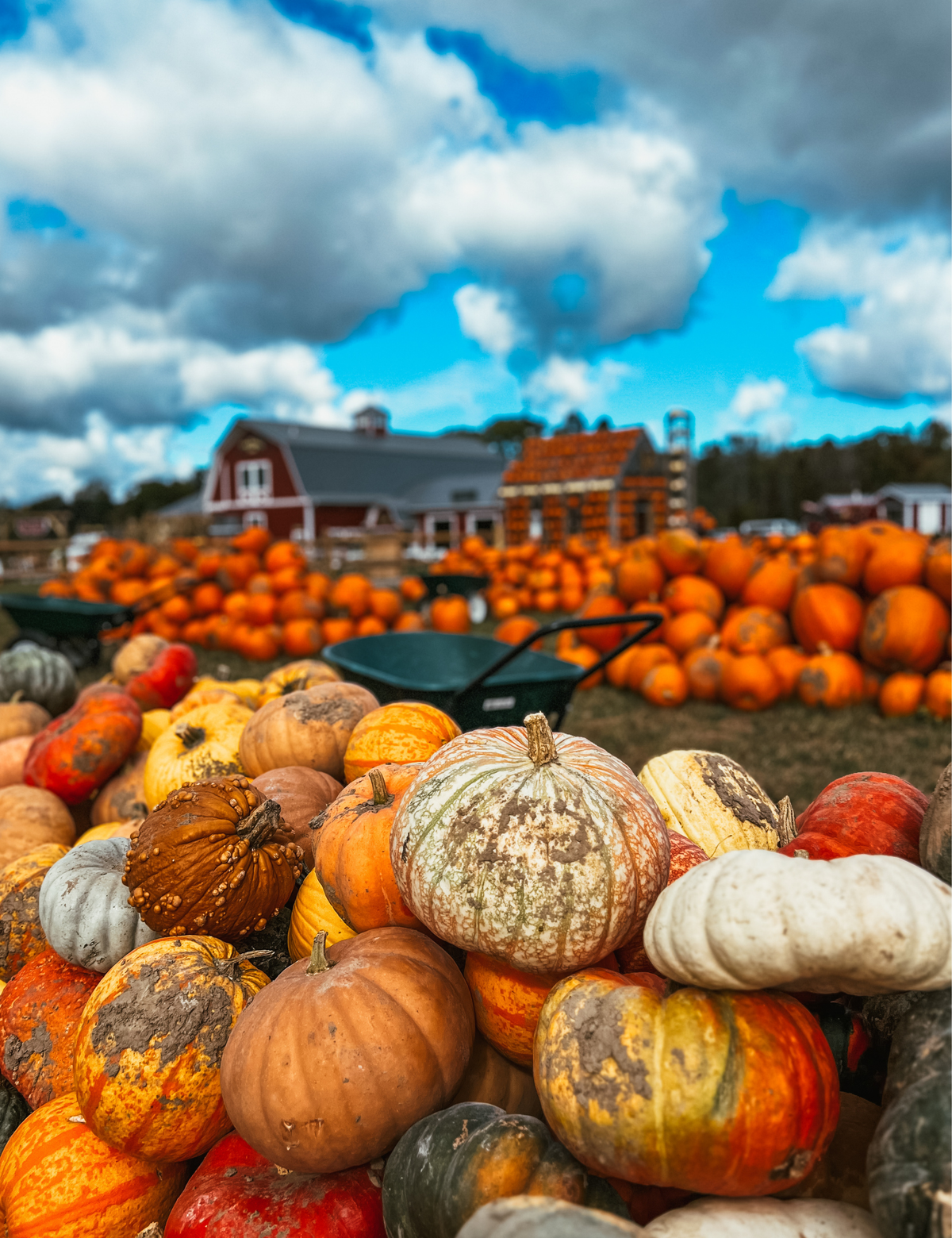 Attractions – Wickham Farms