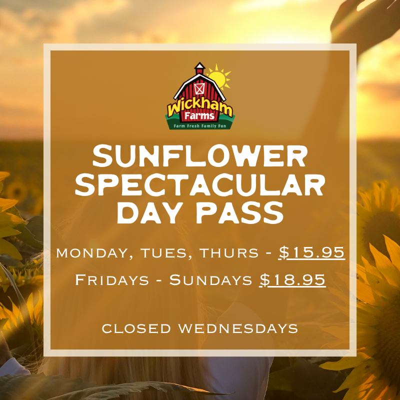 SUNFLOWER SPECTACULAR (8/7 - 9/1)
