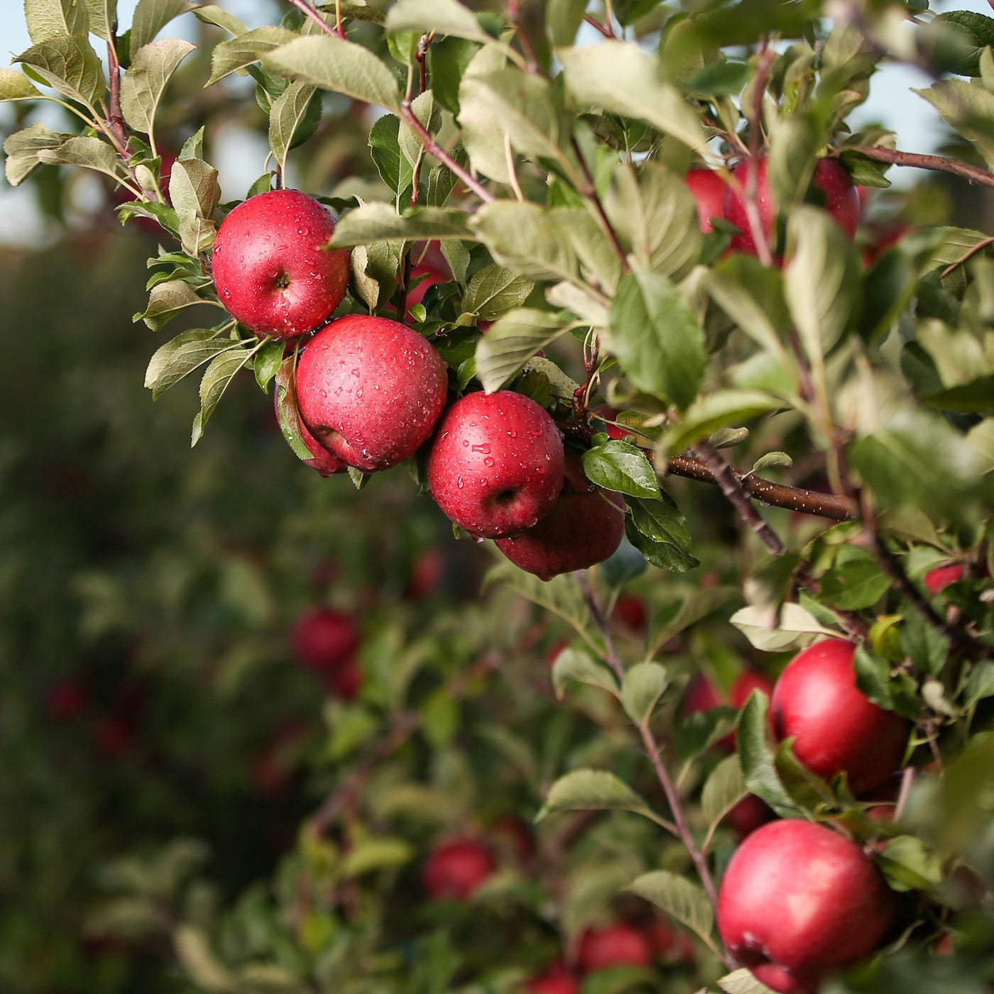 Fall Harvest - Apple Picking Only Admission