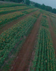 SUNFLOWER SPECTACULAR (8/13 - 9/7)